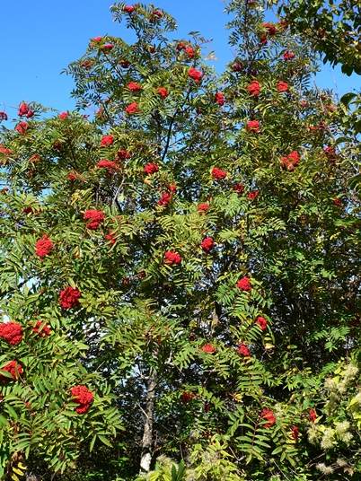 {Sorbus americana}